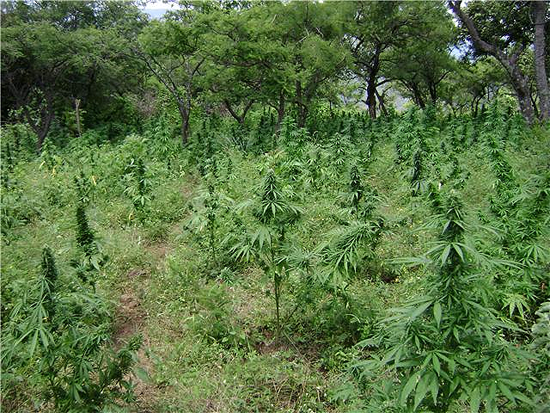 Planta Marihuana