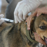 Vacunación Perros