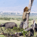 Más Vale Huir que Morir