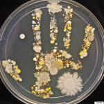 Esto Traemos en las Manos