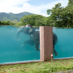 Alberca Para el Elefante