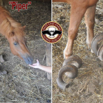 Encuentran Caballos con Pezuñas Extra Largas