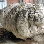 Una Oveja con Bastante Lana