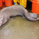 Raro Tiburón