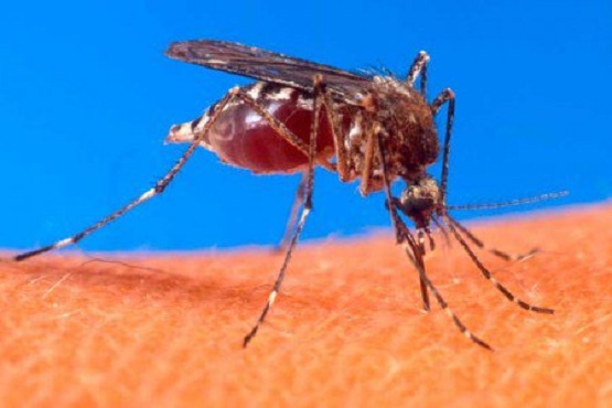 Hay Personas Infectadas por el Virus del Chikungunya en Carácuaro