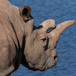 Solamente hay 3 de Estos Rinocerontes en la Tierra
