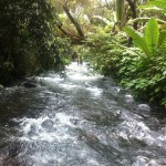 Michoacán Fortalecerá Compromisos con el Medio Ambiente