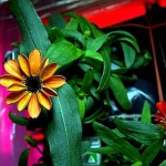 Florece en el Espacio