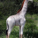 Jirafa Leucistica