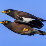 No es un Vuelo Unido