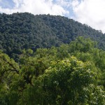 Michoacán Tendrá un Sector Forestal Sustentable y Moderno: COFOM