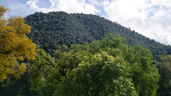 Michoacán Tendrá un Sector Forestal Sustentable y Moderno: COFOM