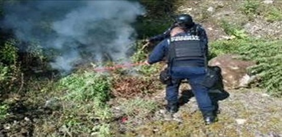 Destruye Policía Federal Plantío de Marihuana en la Huacana, Michoacán