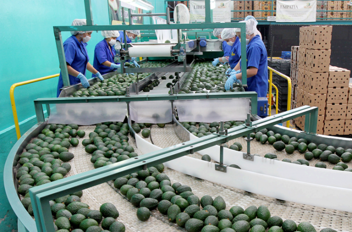 Empacadora-de-Aguacate