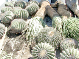 Cactus