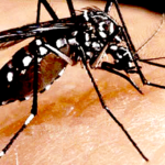 Dengue-Zika-Chikungunya