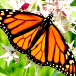 Mariposa-Monarca