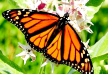 Mariposa-Monarca