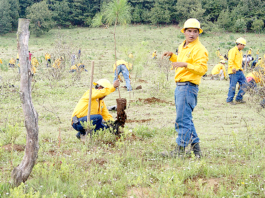 Reforestación-Nahuatzen