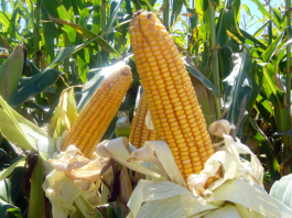 Maíz